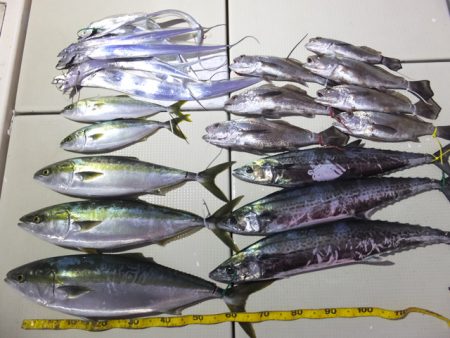 Hit Rush(ヒット ラッシュ） 釣果…