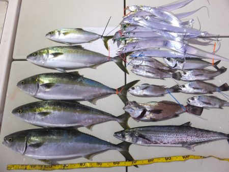 Hit Rush(ヒット ラッシュ） 釣果…