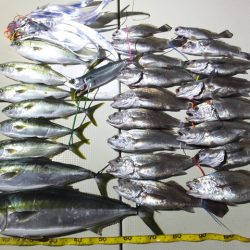 Hit Rush(ヒット ラッシュ) 釣果