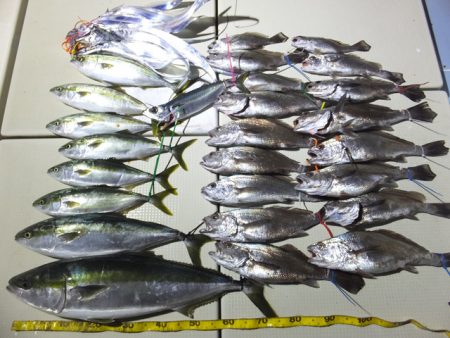 Hit Rush(ヒット ラッシュ） 釣果…