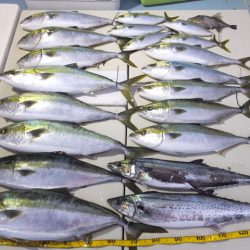 Hit Rush(ヒット ラッシュ) 釣果