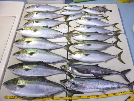 Hit Rush(ヒット ラッシュ） 釣果…