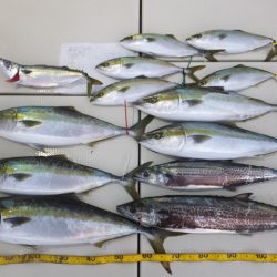 Hit Rush(ヒット ラッシュ) 釣果