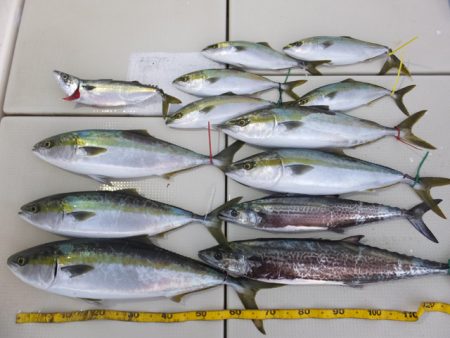 Hit Rush(ヒット ラッシュ） 釣果…