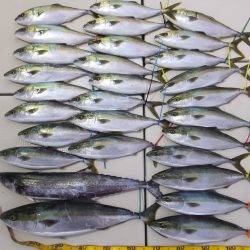 Hit Rush(ヒット ラッシュ) 釣果