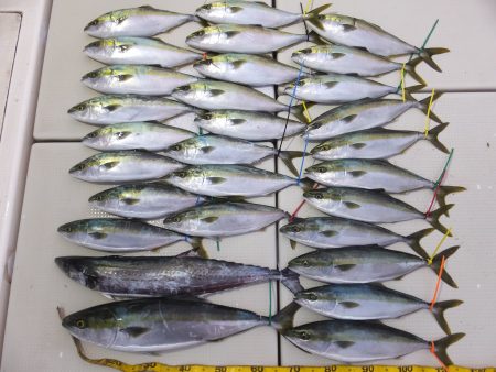 Hit Rush(ヒット ラッシュ） 釣果…