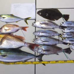 Hit Rush(ヒット ラッシュ） 釣果