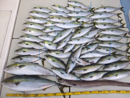 Hit Rush(ヒット ラッシュ） 釣果…