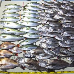 Hit Rush(ヒット ラッシュ) 釣果