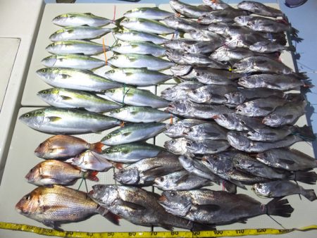 Hit Rush(ヒット ラッシュ） 釣果…