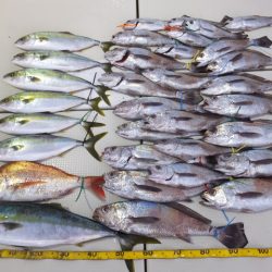 Hit Rush(ヒット ラッシュ) 釣果