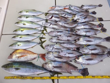 Hit Rush(ヒット ラッシュ） 釣果…