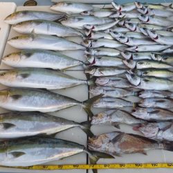 Hit Rush(ヒット ラッシュ) 釣果