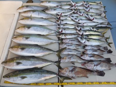 Hit Rush(ヒット ラッシュ) 釣果