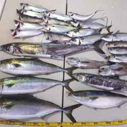 Hit Rush(ヒット ラッシュ) 釣果