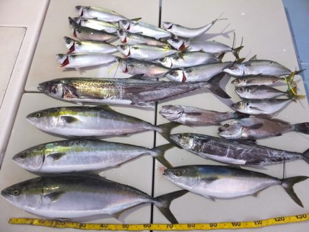 Hit Rush(ヒット ラッシュ) 釣果