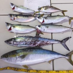 Hit Rush(ヒット ラッシュ） 釣果