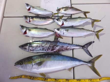 Hit Rush(ヒット ラッシュ） 釣果…