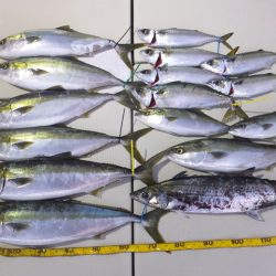 Hit Rush(ヒット ラッシュ) 釣果