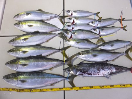 Hit Rush(ヒット ラッシュ） 釣果…