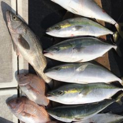 釣船 浦島太郎 釣果