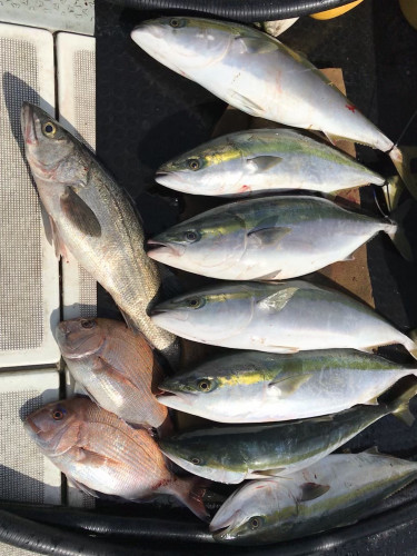 釣船 浦島太郎 釣果