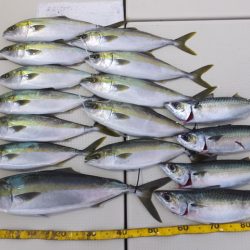 Hit Rush(ヒット ラッシュ) 釣果