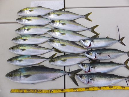 Hit Rush(ヒット ラッシュ） 釣果…