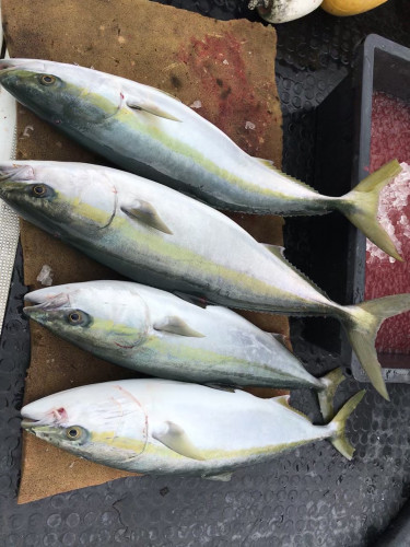 釣船 浦島太郎 釣果