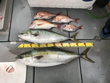 sea boss　シーボス 釣果