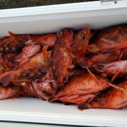 オーフリー 釣果