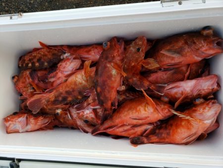 オーフリー 釣果