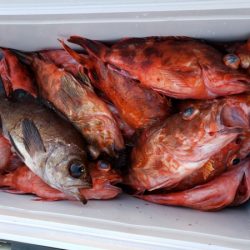 オーフリー 釣果