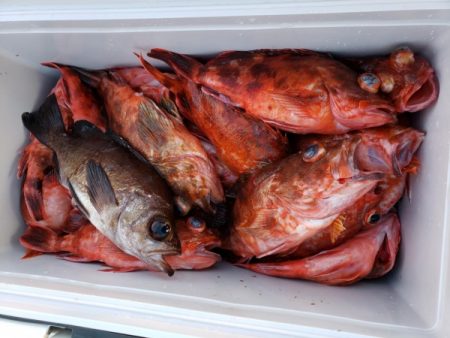 オーフリー 釣果