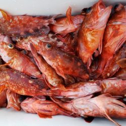 オーフリー 釣果