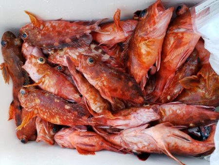 オーフリー 釣果