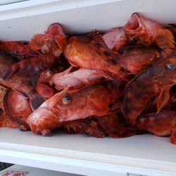 オーフリー 釣果