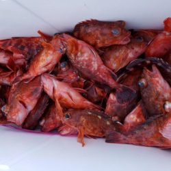 オーフリー 釣果