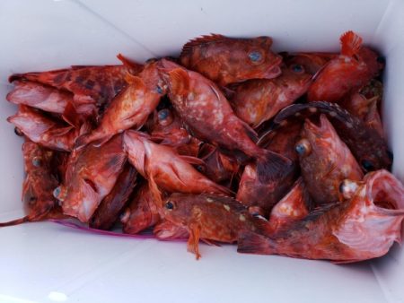 オーフリー 釣果