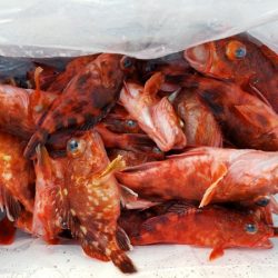 オーフリー 釣果