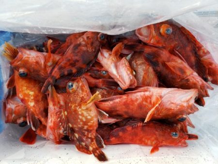 オーフリー 釣果