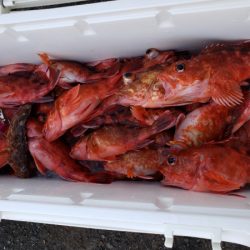 オーフリー 釣果