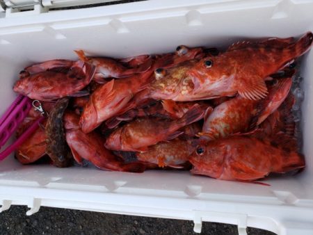 オーフリー 釣果