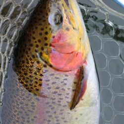 小菅トラウトガーデン 釣果