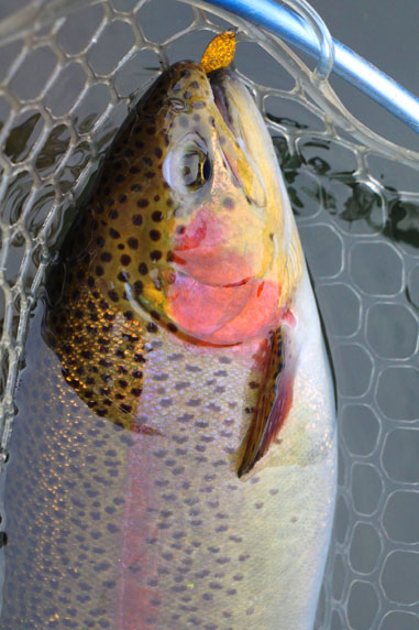 小菅トラウトガーデン 釣果