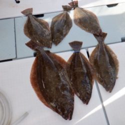 遊漁船 幸友丸 釣果