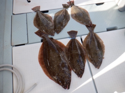 遊漁船 幸友丸 釣果