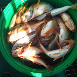 モンロー号 釣果