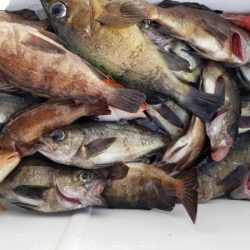 オーフリー 釣果