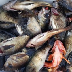 オーフリー 釣果